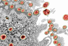 Photo of Virus Coruna: владельцы старых iPhone могут потерять криптовалюту