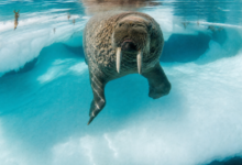 Photo of Walrus снижение: сохранится ли давление продавцов после падения WAL на 7,14%