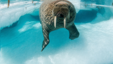 Photo of Walrus снижение: сохранится ли давление продавцов после падения WAL на 7,14%